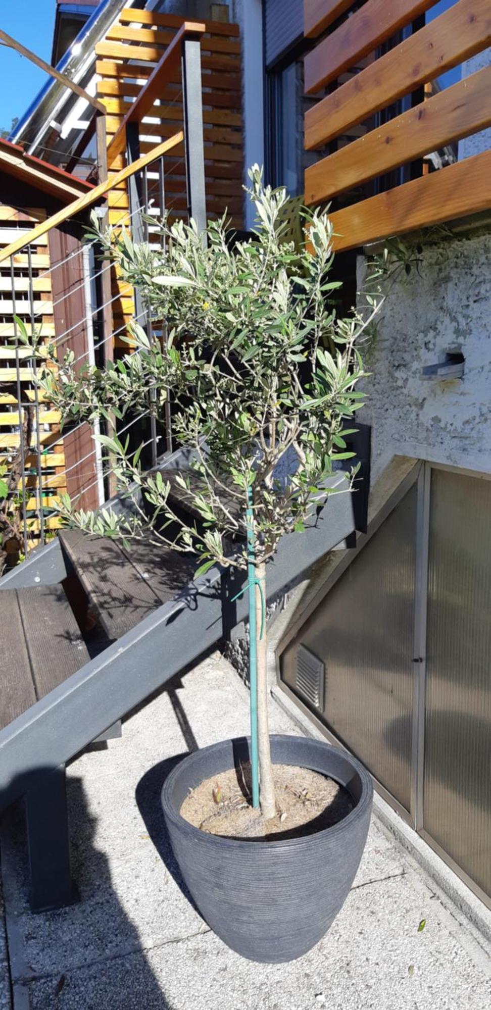 Apartma Bolero Tolmin Bagian luar foto